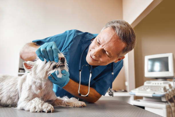 Best Emergency Dental Services for Seniors in North Puyallup, WA